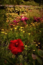 images (2)JARDIN MAGICO